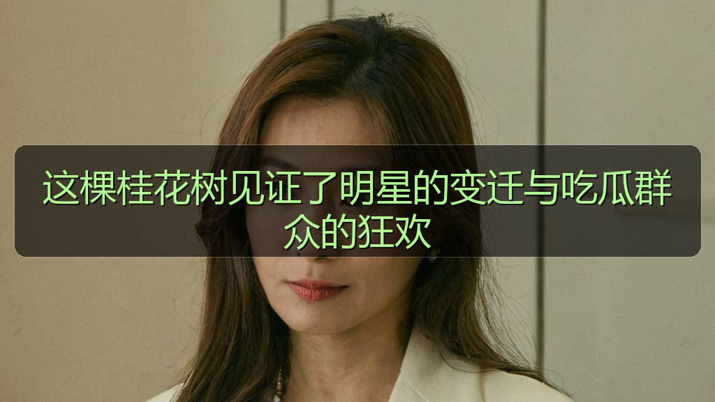 这棵桂花树见证了明星的变迁与吃瓜群众的狂欢